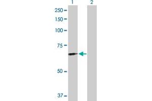 Western Blot analysis of FGL2 expression in transfected 293T cell line by FGL2 MaxPab polyclonal antibody. (FGL2 anticorps  (AA 1-439))