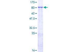 Image no. 1 for F-Box and Leucine-Rich Repeat Protein 4 (FBXL4) (AA 1-621) protein (GST tag) (ABIN1353750)