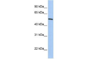 WB Suggested Anti-KLF11 Antibody Titration:  0. (KLF11 anticorps  (C-Term))