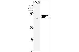 Western Blot analysis of K562 cells using SIRT1 Polyclonal Antibody at dilution of 1:2000. (SIRT1 anticorps)
