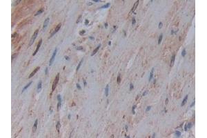 anti-COX-1 (AA 367-599) antibody