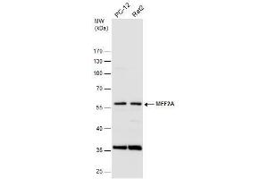WB Image Various whole cell extracts (30 μg) were separated by 10% SDS-PAGE, and the membrane was blotted with MEF2A antibody [C2C3], C-term , diluted at 1:500. (MEF2A anticorps  (C-Term))