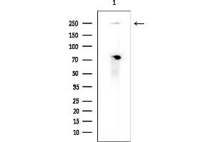 Western blot analysis of lysates from COLO205 cells(heat-shock treatment), using GON4L Antibody at 1/1000 dilution. (Gon-4-Like anticorps  (N-Term))
