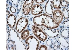 Immunohistochemical staining of paraffin-embedded liver tissue using anti-SIL1 mouse monoclonal antibody. (SIL1 anticorps)