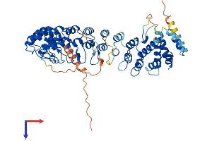 AlphaFold protein structure predicition of Human Recombinant ANKDD1B Protein, UniprotID A6NHY2
