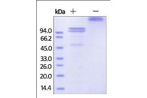 The purity of rhECAD Fc Chimera was determined by SDS-PAGE of reduced (R) and non-reduced (NR) rhECAD Fc Chimera and staining overnight with Coomassie Blue.