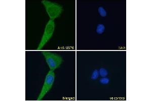 ABIN1019674 Immunofluorescence analysis of paraformaldehyde fixed U2OS cells, permeabilized with 0. (USP6 anticorps  (AA 142-155))
