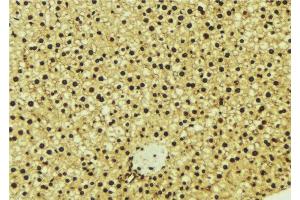ABIN6277003 at 1/100 staining Mouse liver tissue by IHC-P.