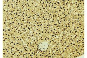 ABIN6277003 at 1/100 staining Mouse liver tissue by IHC-P. (OGT anticorps  (N-Term))