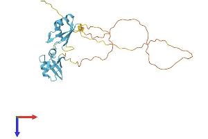 AlphaFold protein structure predicition of Mouse Recombinant Srsf5 Protein, UniprotID O35326