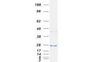 Validation with Western Blot