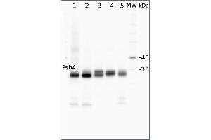 Image no. 1 for anti-D1 Protein of PSII, (PsbA) (C-Term) antibody (ABIN2559394) (D1 Protein of PSII, (PsbA) (C-Term) anticorps)