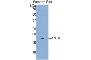 Western Blotting (WB) image for anti-Activin Receptor Type I (ACRV1) (AA 208-340) antibody (ABIN1174011) (ACVR1 anticorps  (AA 208-340))