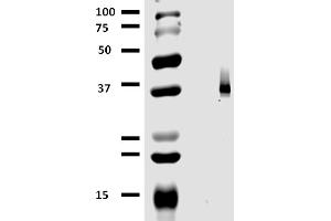 Western blotting analysis (non-reducing conditions) of whole cell lysate of MCF-7 human breast adenocarcinoma cell line using anti-CD326 / EpCAM (323/A3). (EpCAM anticorps)