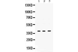 Anti- POLB Picoband antibody, Western blottingAll lanes: Anti POLB  at 0. (POLB anticorps  (AA 122-335))