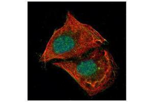 ICC/IF Image Confocal immunofluorescence analysis (Olympus FV10i) of paraformaldehyde-fixed U2OS, using p53, antibody (Green) at 1:500 dilution.