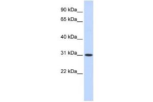 Western Blotting (WB) image for anti-Cytochrome B5 Domain Containing 2 (CYB5D2) antibody (ABIN2459562) (CYB5D2 anticorps)