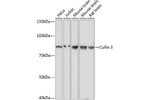 Cullin 3 anticorps