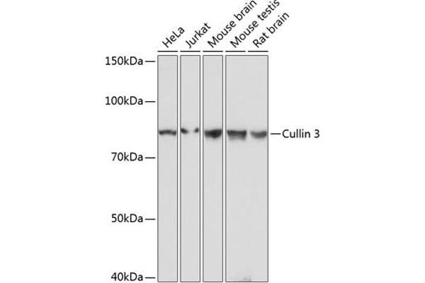 Cullin 3 anticorps
