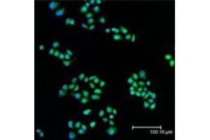 Immunofluorescent analysis (confocal) staining of HeLa cells using MEK1 pAb (green), nuclei are stained in blue pseudocolor using DRAQ5. (MEK1 anticorps  (N-Term))