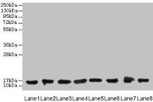 Western blot All lanes: COTL1 antibody at 8 μg/mL Lane 1: Mouse brain tissue Lane 2: Hela whole cell lysate Lane 3: Mouse kidney tissue Lane 4: HepG2 whole cell lysate Lane 5: Mouse thymus tissue Lane 6: U87 whole cell lysate Lane 7: HL60 whole cell lysate Lane 8: A549 whole cell lysate Secondary Goat polyclonal to rabbit IgG at 1/10000 dilution Predicted band size: 16 kDa Observed band size: 16 kDa (COTL1 anticorps  (AA 2-142))