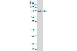 ENTH monoclonal antibody (M03), clone 1E6.