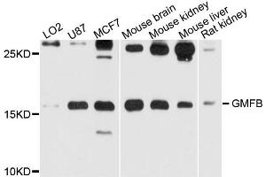 Western blot analysis of extract of various cells, using GMFB antibody. (GMFB anticorps)