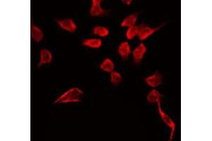 ABIN6266977 staining Hela by IF/ICC. (GPR68 anticorps  (Internal Region))