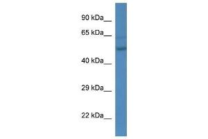 Western Blot showing Esrra antibody used at a concentration of 1. (ESRRA anticorps  (C-Term))