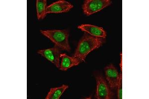 Immunofluorescence staining of HeLa cells using Nucleophosmin-Monospecific Mouse Monoclonal Antibody (NPM1/1902) followed by goat anti-mouse IgG-CF488 (green).