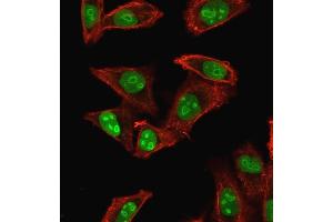 Immunofluorescence staining of HeLa cells using Nucleophosmin-Monospecific Mouse Monoclonal Antibody (NPM1/1902) followed by goat anti-mouse IgG-CF488 (green). (NPM1 anticorps  (AA 185-287))