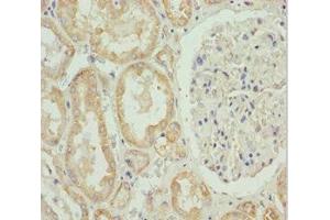 Immunohistochemistry of paraffin-embedded human kidney tissue using ABIN7155989 at dilution of 1:100