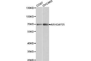 Western blot analysis of extracts of various cell lines, using ARHGAP25 antibody. (ARHGAP25 anticorps  (AA 1-370))