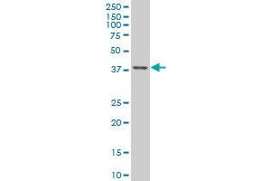 TFAP4 monoclonal antibody (M01), clone 6B1 Western Blot analysis of TFAP4 expression in Hela S3 NE .