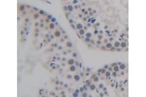 IHC-P analysis of Human Tissue, with DAB staining. (NAP1L1 anticorps  (AA 2-289))