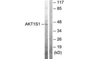 Western Blotting (WB) image for anti-AKT1 Substrate 1 (Proline-Rich) (AKT1S1) (AA 207-256) antibody (ABIN2888644) (PRAS40 anticorps  (AA 207-256))