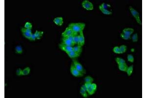 Immunofluorescent analysis of HepG2 cells using ABIN7170044 at dilution of 1:100 and Alexa Fluor 488-congugated AffiniPure Goat Anti-Rabbit IgG(H+L)