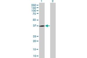 Western Blot analysis of KLRC1 expression in transfected 293T cell line by KLRC1 MaxPab polyclonal antibody. (KLRC1 anticorps  (AA 1-233))