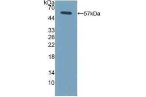 Detection of Recombinant FcgR3A, Mouse using Polyclonal Antibody to Fc Fragment Of IgG Low Affinity IIIa Receptor (FcgR3A) (FCGR3A anticorps  (AA 5-240))