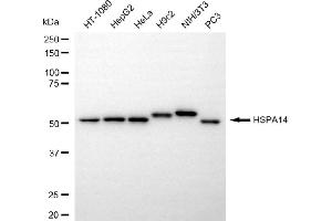 Western blotting analysis using HSPA14 antibody (ABIN7798850). (Recombinant HSPA14 anticorps)