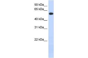 WB Suggested Anti-FRK Antibody Titration: 0.