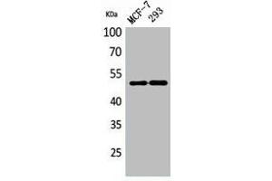Western Blot analysis of MCF-7, 293 cells using PD-ECGF Polyclonal Antibody. (Thymidine Phosphorylase anticorps  (N-Term))