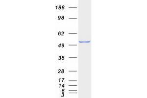 Validation with Western Blot