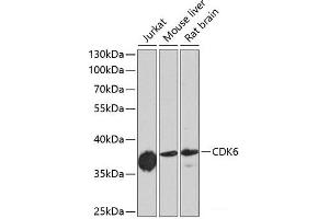 Western blot analysis of extracts of various cell lines using CDK6 Polyclonal Antibody at dilution of 1:1000. (CDK6 anticorps)