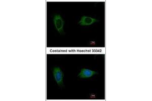 ICC/IF Image Immunofluorescence analysis of methanol-fixed HeLa, using EVC2, antibody at 1:500 dilution. (EVC2 anticorps  (C-Term))