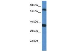 Image no. 1 for anti-SRSF Protein Kinase 1 (SRPK1) (AA 399-448) antibody (ABIN6747400) (SRPK1 anticorps  (AA 399-448))