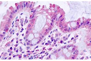 ABIN768623 (5µg/ml) staining of paraffin embedded Human Small Intestine.