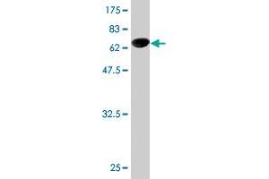 Western Blot detection against Immunogen (62. (NUDC anticorps  (AA 1-331))