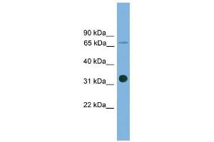 Western Blot showing SLC5A4 antibody used at a concentration of 1-2 ug/ml to detect its target protein. (SLC5A4 anticorps  (Middle Region))