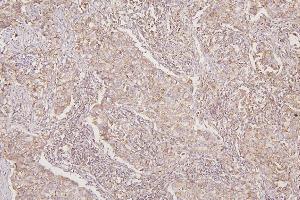 IHC analysis of TXN2 using anti-TXN2 antibody (ABIN7602150). (TXN2 anticorps  (AA 60-166))
